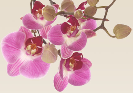Hypnosis for Women